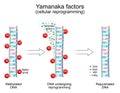 Yamanaka factors. Cellular reprogramming. Methylated DNA, DNAÃÂ undergoing reprogramming, and Rejuvenated DNA Royalty Free Stock Photo